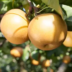 What Are The Best Fruit Trees To Grow In Victoria? Nashi Pear Nijisseiki Trednpnij - Garden Express Australia