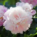 Peony Rose Marguerite Gerard 20 Pkpromge - Garden Express Australia