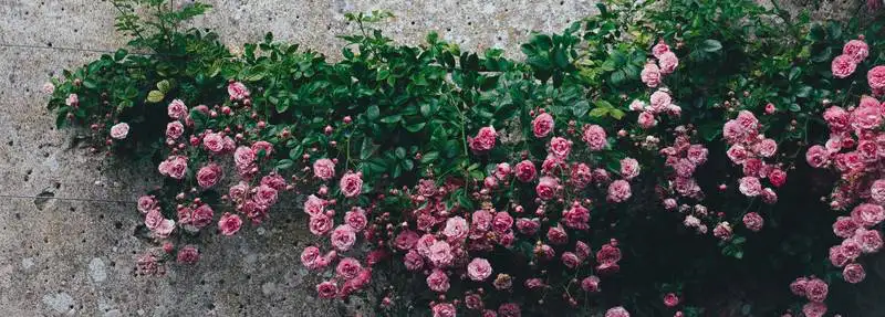 Pear Manchurian Rsz Annie Spratt 4rz0vls 3ho Unsplash 1 - Garden Express Australia