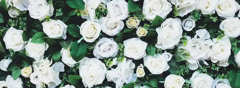 Pear Manchurian Rsz Ed Robertson Sqlvutftxvs Unsplash 1 - Garden Express Australia