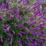 Salvia Leucantha