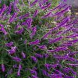 Salvia Leucantha Pplsalleu - Garden Express Australia