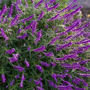 Salvia Velour Purple Salvia Velour Purple