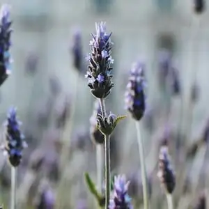 Lavender Growing Guide Webp Net Resizeimage 1 - Garden Express Australia