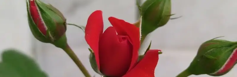 Pruning Roses For Winter Webp Net Resizeimage 10 - Garden Express Australia