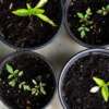 Easy Edibles To Grow This Winter