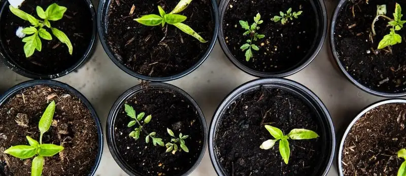 Easy Edibles To Grow This Winter Webp Net Resizeimage 11 - Garden Express Australia