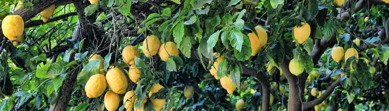 Easy Edibles To Grow This Winter Webp Net Resizeimage 16 - Garden Express Australia