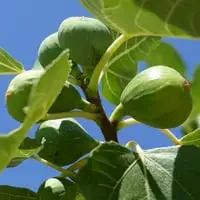 Easy Edibles To Grow This Winter Webp Net Resizeimage 17 - Garden Express Australia