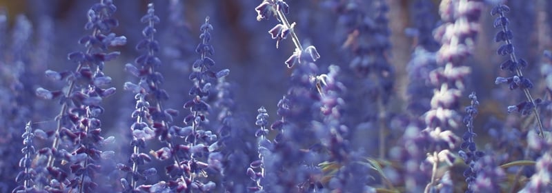 Lavender Growing Guide
