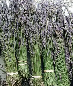 Lavender Growing Guide Webp Net Resizeimage 3 - Garden Express Australia