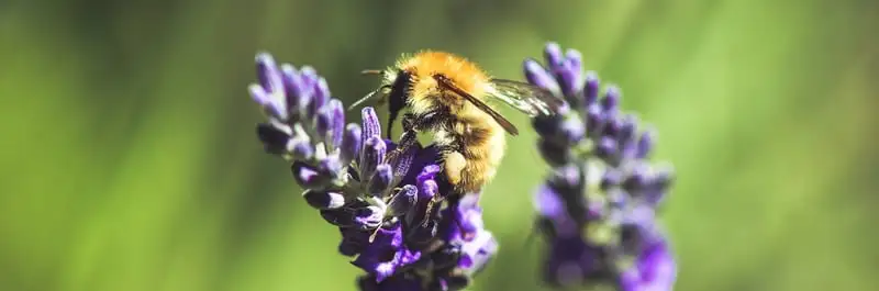 Lavender Growing Guide Webp Net Resizeimage 4 - Garden Express Australia