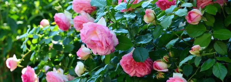 Pruning Roses For Winter Webp Net Resizeimage 5 - Garden Express Australia