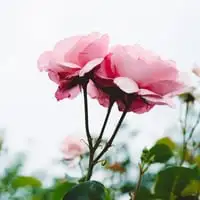 Webp Net Resizeimage 6 - Garden Express Australia