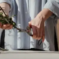 Pruning Roses For Winter Webp Net Resizeimage 7 - Garden Express Australia