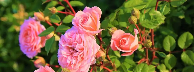 Pruning Roses For Winter Webp Net Resizeimage 9 - Garden Express Australia