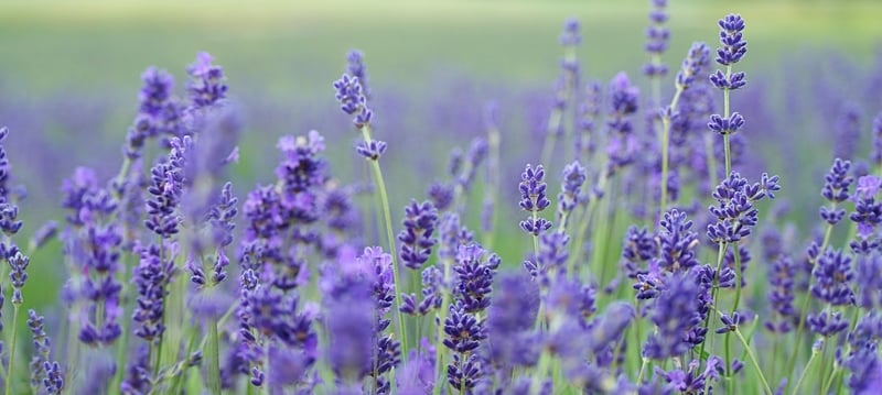 Lavender Growing Guide