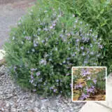 Westringia Blue Gem Lpowesbge - Garden Express Australia