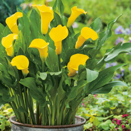 Calla Lily Crystal Blush - Garden Express