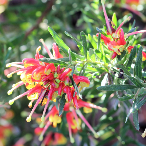 Grevillea Bonnie Prince Charlie
