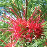 Grevillea Winpara Gem Grevillea Winpara Gem