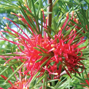 Grevillea Winpara Gem Grevillea Winpara Gem