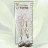 Magnolia Caerhays Belle Magnolia Caerhays Belle