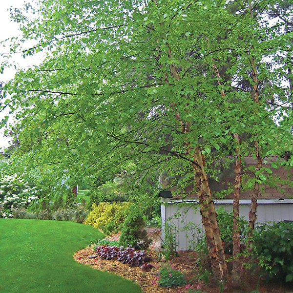 Tropical Birch