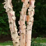 Tropical Birch Tropical Birch