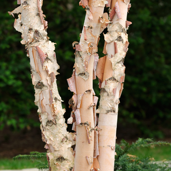 Tropical Birch