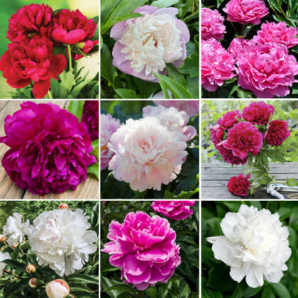 Ultimate Peony Lovers Collection 2022 Colprouco - Garden Express Australia