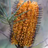 Banksia Black Magic Lpobanbma - Garden Express Australia