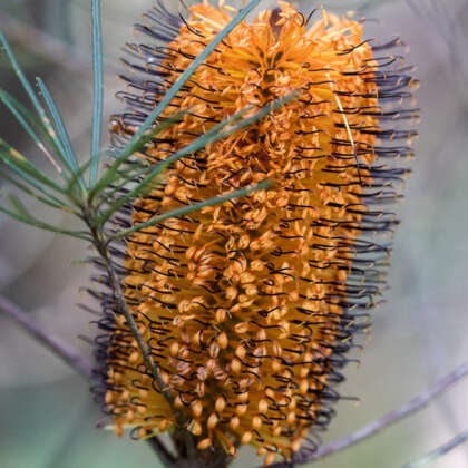 Banksia Black Magic Lpobanbma - Garden Express Australia