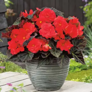 Tuberous Begonia Growing Guide Begonia Mocca Red Pkbegmre - Garden Express Australia