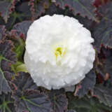 Begonia Mocca White