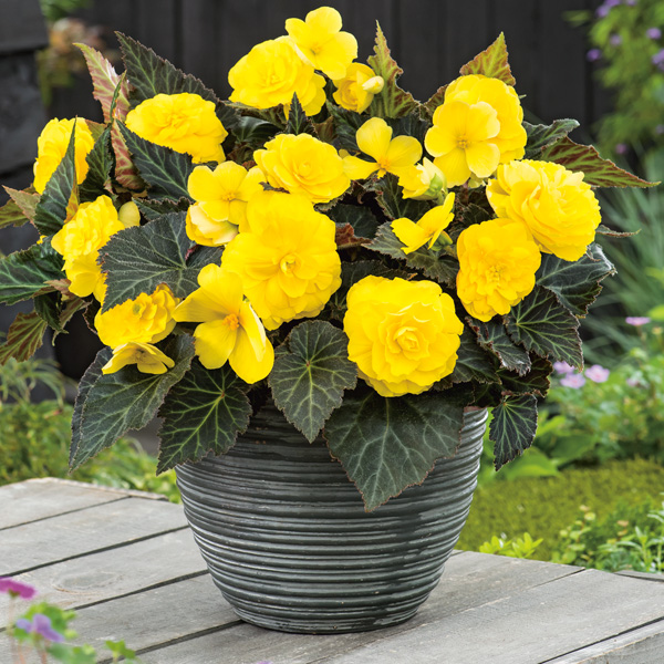 Begonia Mocca Yellow Garden Express