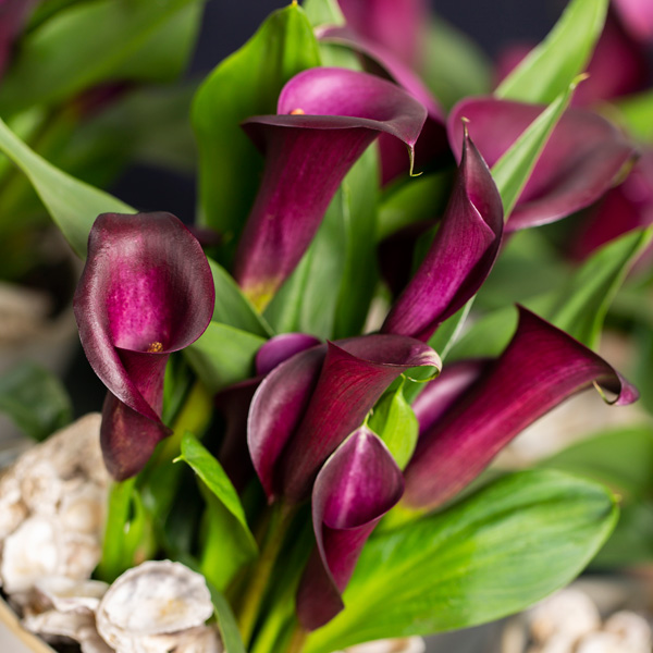 Calla Lily Nightlife Garden Express