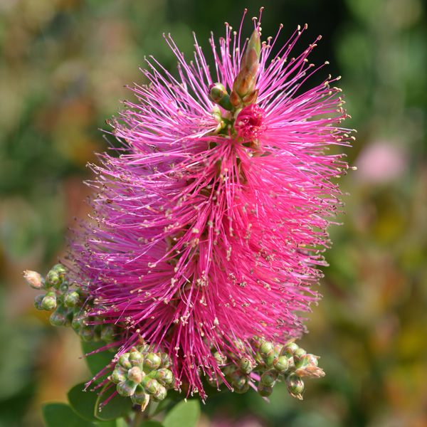 Callistemon All Aglow