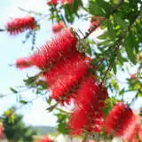 Callistemon Captain Cook Lpocalcco - Garden Express Australia