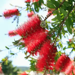 Callistemon Captain Cook Lpocalcco - Garden Express Australia