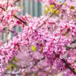 Small Ornamental Trees Chinese Redbud Tsechired - Garden Express Australia