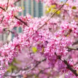 Chinese Redbud Tsechired - Garden Express Australia
