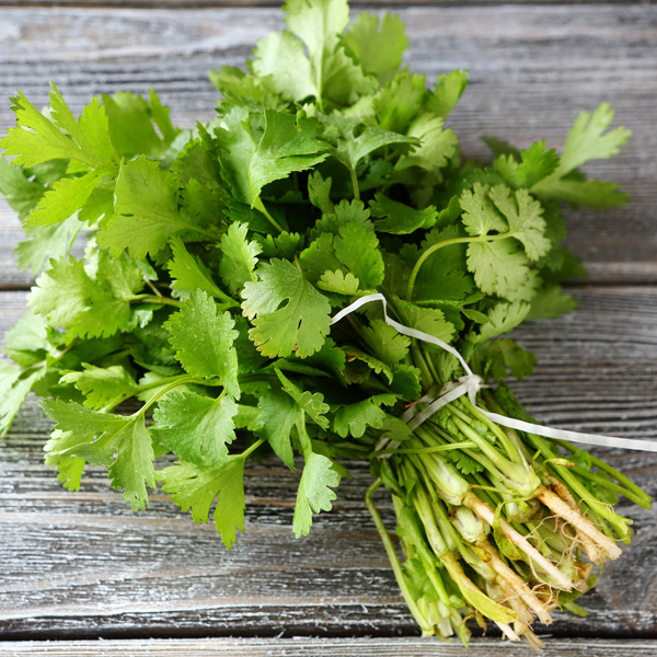 Herb Coriander Common Garden Express