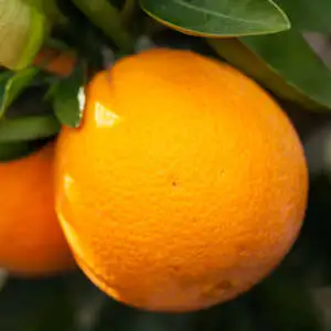 What Are The Best Fruit Trees To Grow In Victoria? Dwarf Orange Washington Navel Ppldwawna - Garden Express Australia
