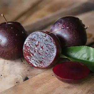 Dwarf Plum A-okay Tm Dwarf Plum A-okay Tm