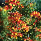Grevillea Firecracker Lpogrefcr - Garden Express Australia