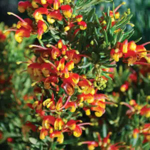Grevillea Growing Guide Grevillea Firecracker Lpogrefcr - Garden Express Australia