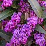 Hardenbergia Regent Lpoharreg - Garden Express Australia