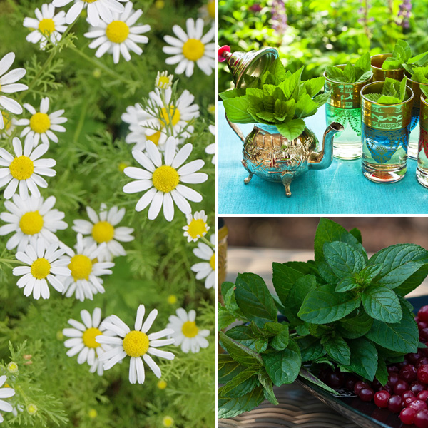 HERBAL TEA COLLECTION Garden Express