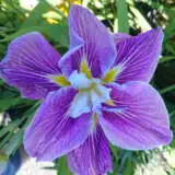 Japanese Iris Beni Tsubaki Pkjirbts - Garden Express Australia